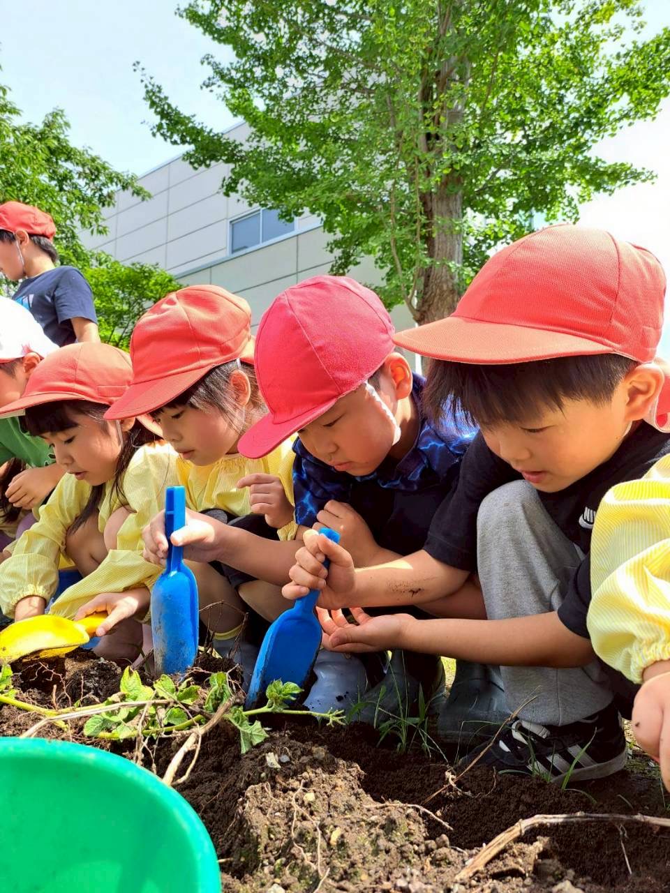 🥔たくさん見つけたよ🥔｜幼保連携型認定こども園 浦町保育園［公式